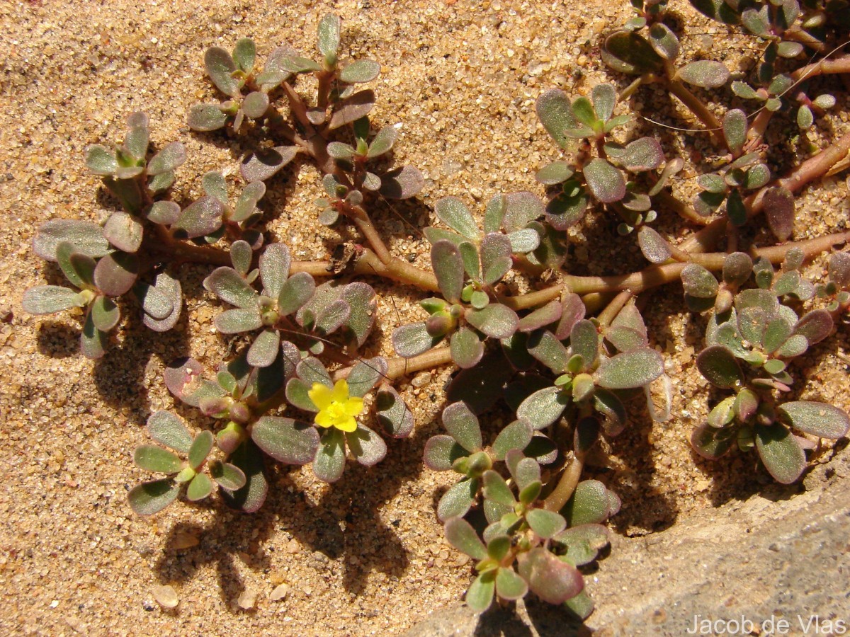 Portulaca oleracea L.